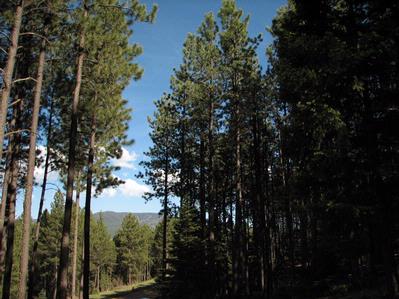 Lot 24 A & B Taos Pines Ranch